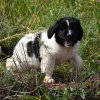 Chiot Landseer Faun et Combo z laderova